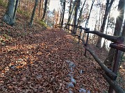 84 Sul Sentiero del 'Giro del Monte Castello' colorato d'autunno rientro alla Chiesa di Miragolo San Marco